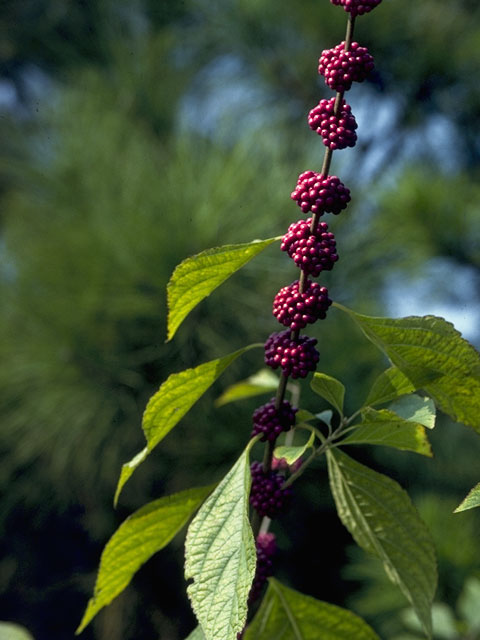 Callicarpa americana (American beautyberry ) #7495