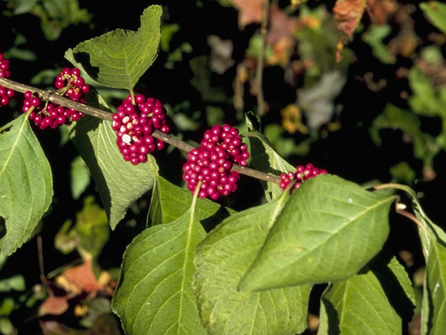 Callicarpa americana (American beautyberry ) #7498