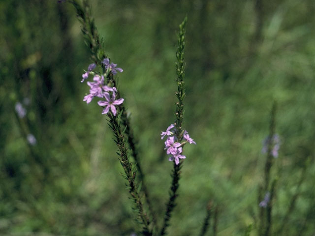 Verbena neomexicana (Hillside vervain) #7545