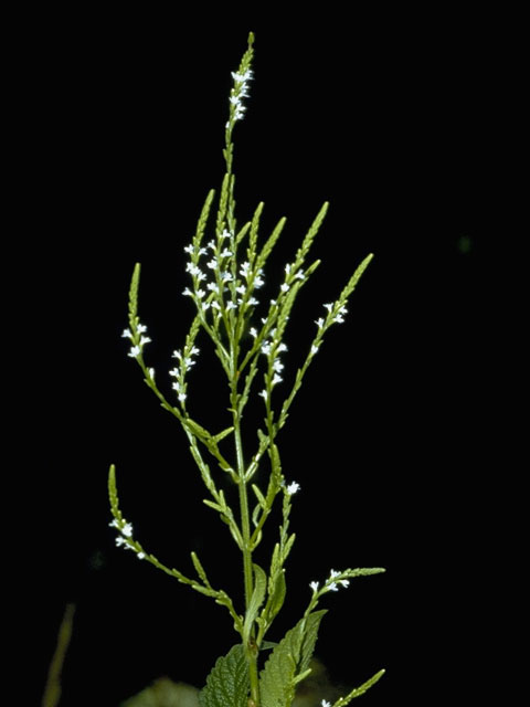 Verbena urticifolia (White vervain) #7569