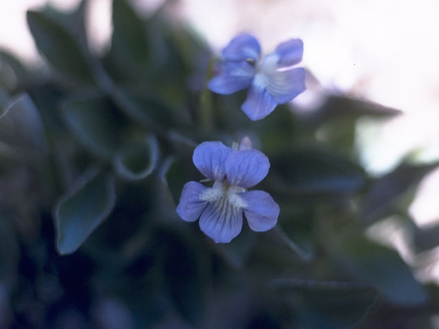 Viola adunca (Hooked-spur violet) #7585