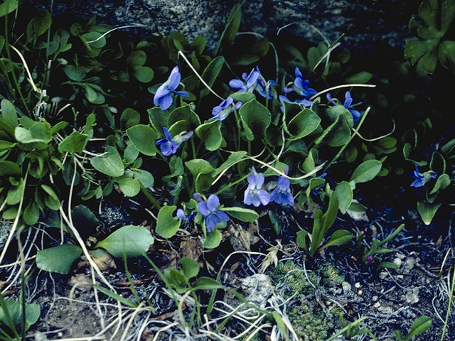 Viola adunca (Hooked-spur violet) #7587