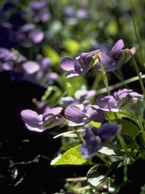 Viola adunca (Hooked-spur violet) #7588