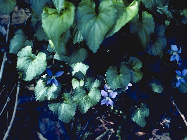 Viola labradorica (Alpine violet) #7595