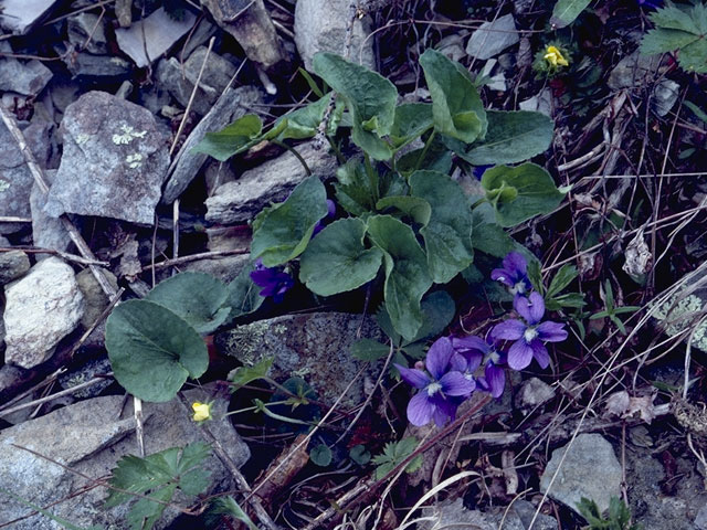 Viola labradorica (Alpine violet) #7596