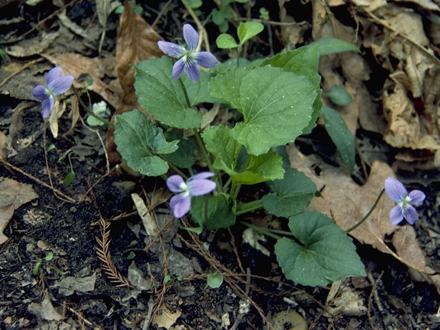 Viola cucullata (Marsh blue violet) #7597