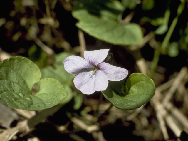Viola epipsila ssp. repens (Dwarf marsh violet) #7600