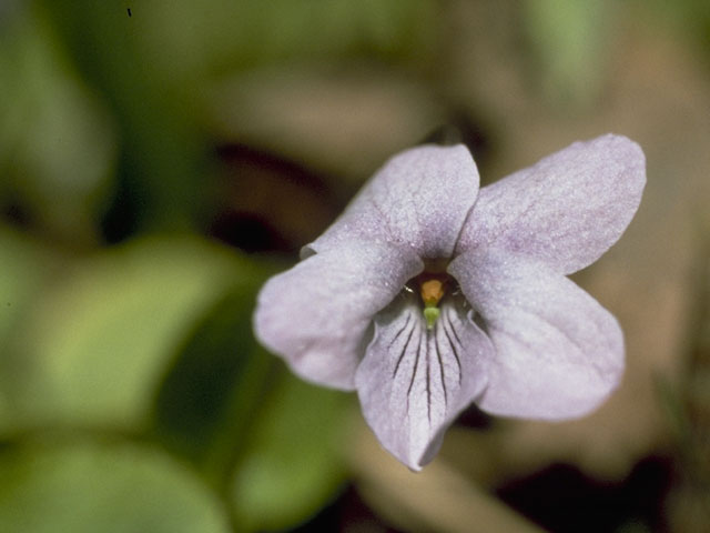 Viola epipsila ssp. repens (Dwarf marsh violet) #7601
