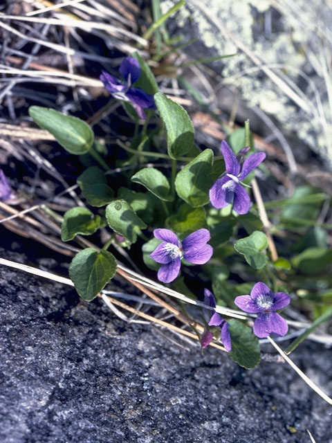 Viola sagittata var. ovata (Ovateleaf violet) #7602