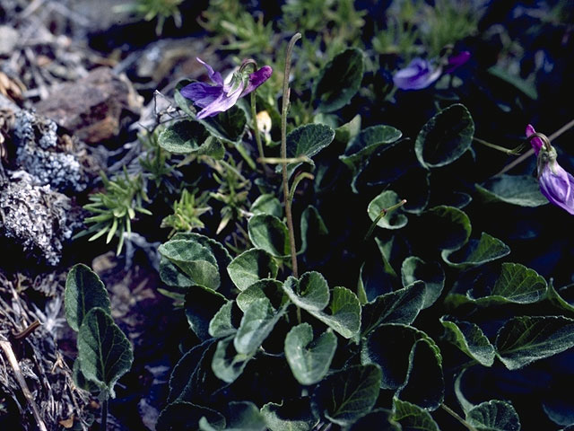 Viola flettii (Olympic violet) #7603