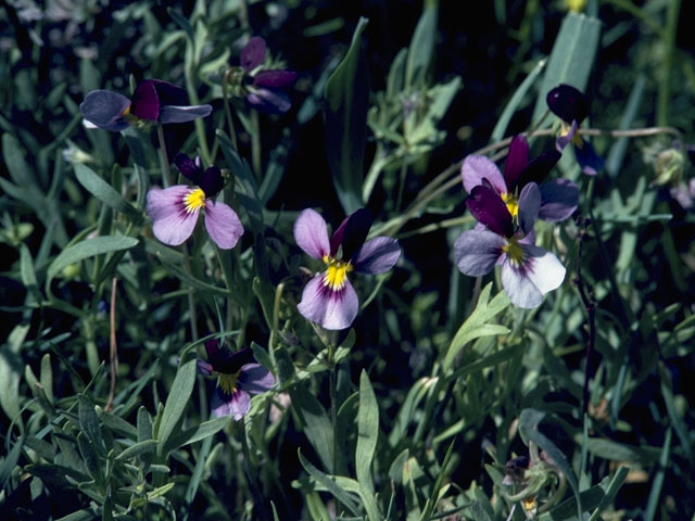 Viola hallii (Oregon violet) #7607