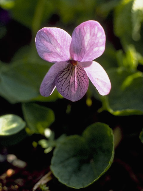 Viola langsdorfii (Aleutian violet) #7612