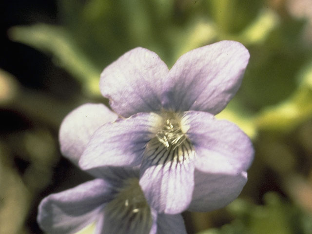 Viola palmata (Early blue hybrid violet) #7628