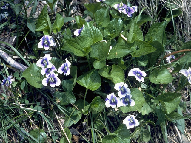 Viola sororia (Missouri violet) #7630