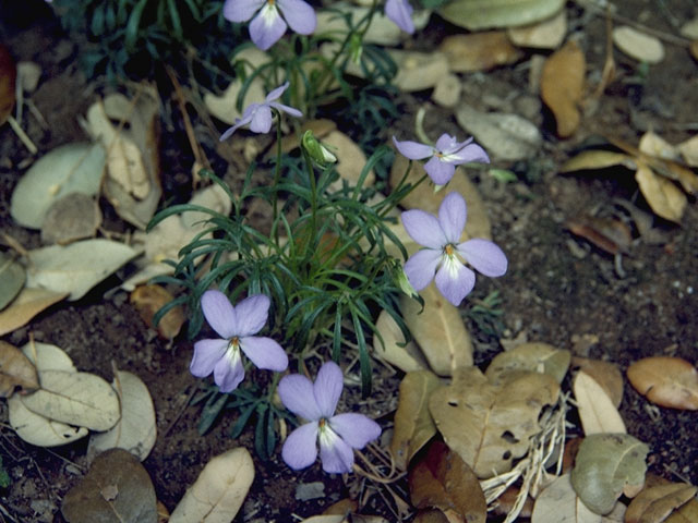Viola pedata (Birdfoot violet) #7631
