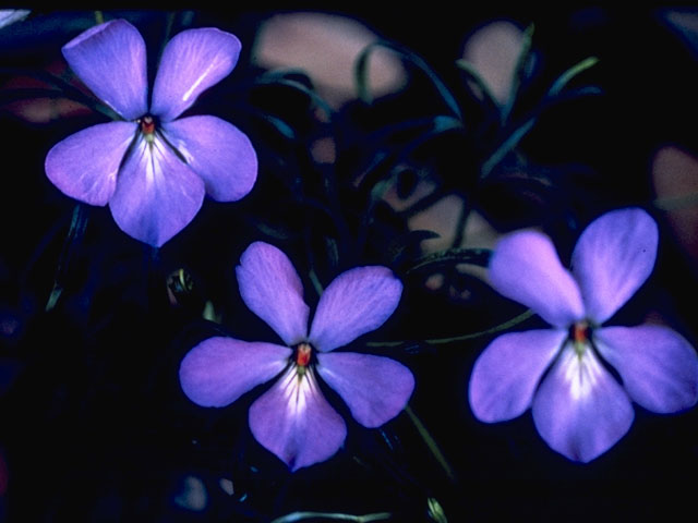 Viola pedata (Birdfoot violet) #7634