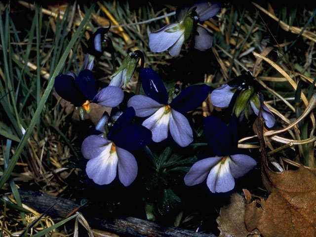 Viola pedata (Birdfoot violet) #7635