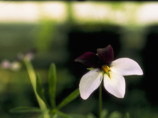 Viola pedata (Birdfoot violet) #7637