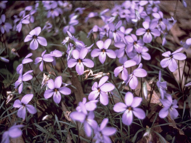 Viola pedata (Birdfoot violet) #7638