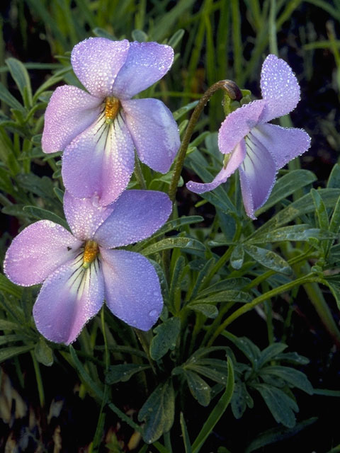 Viola pedata (Birdfoot violet) #7639
