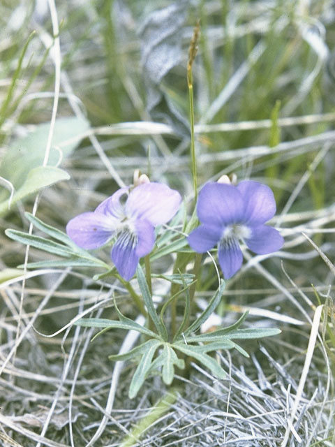 Viola pedatifida (Prairie violet) #7640