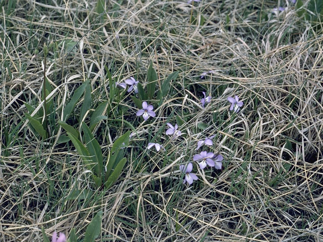 Viola pedatifida (Prairie violet) #7641