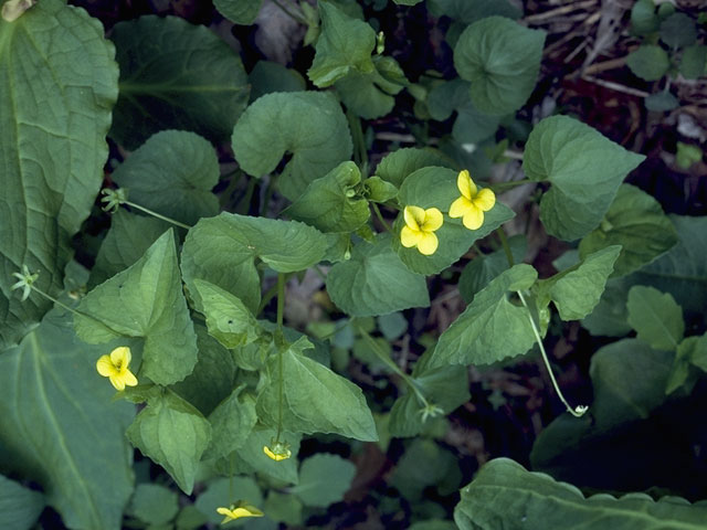 Viola pubescens (Downy yellow violet) #7648