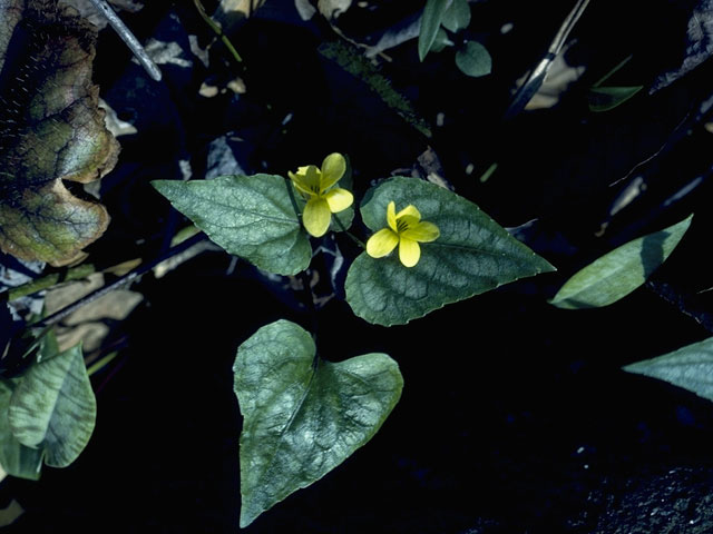 Viola pubescens (Downy yellow violet) #7649