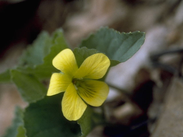 Viola pubescens (Downy yellow violet) #7650