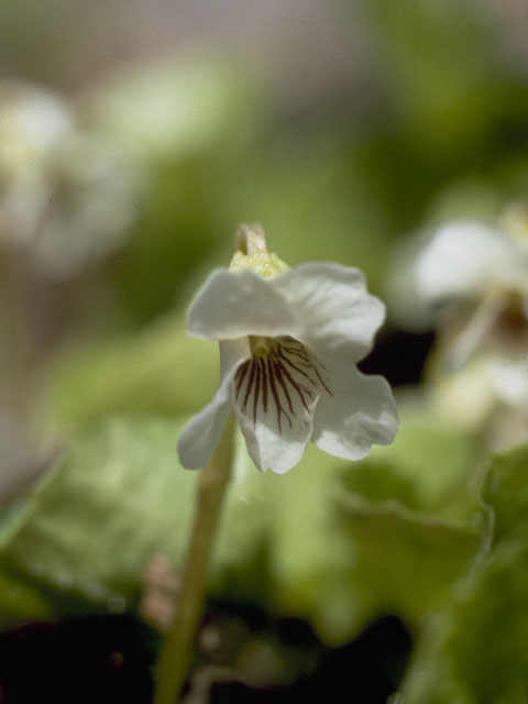 Viola renifolia (White violet) #7655