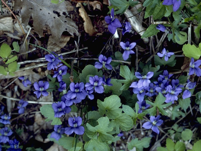 Viola septemloba (Southern coastal violet) #7661