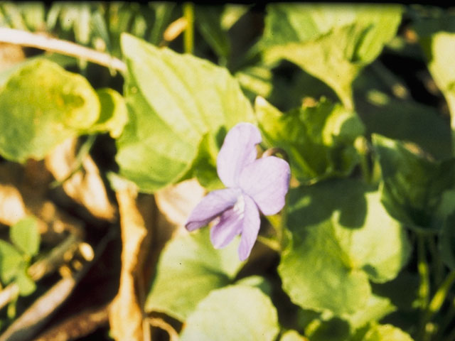 Viola sororia (Missouri violet) #7662