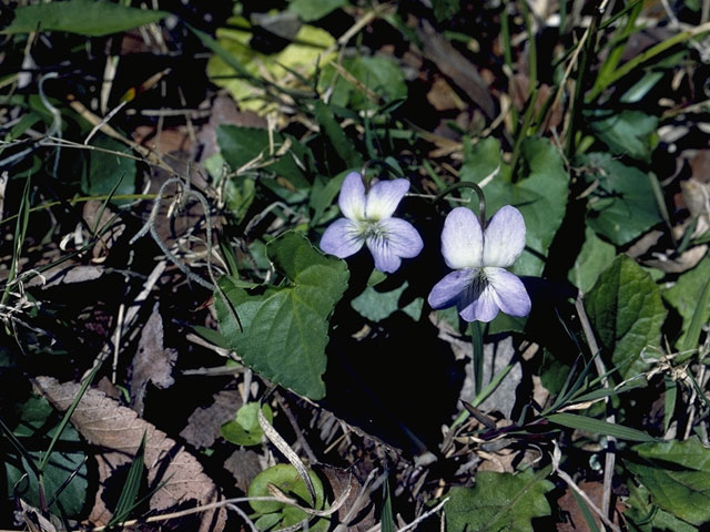 Viola sororia (Missouri violet) #7664