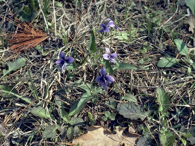 Viola palmata (Early blue hybrid violet) #7674