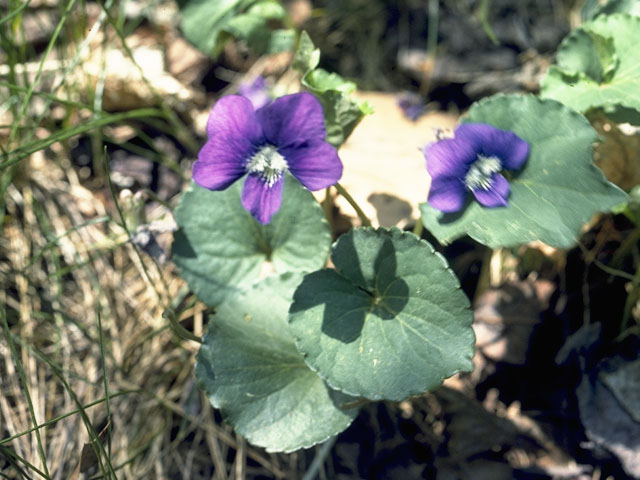 Viola walteri (Walter's violet) #7675