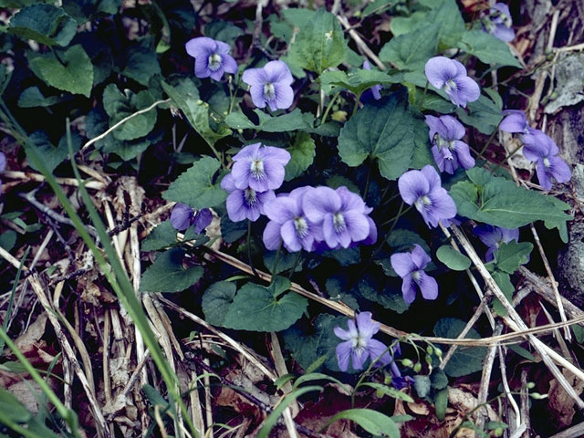 Viola walteri (Walter's violet) #7676