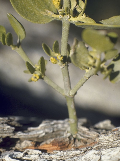 Phoradendron leucarpum (Oak mistletoe) #7690