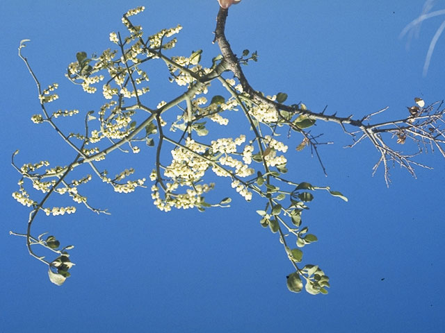 Phoradendron leucarpum (Oak mistletoe) #7691