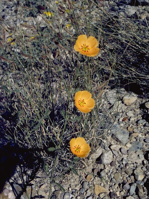 Kallstroemia grandiflora (Arizona poppy) #7702