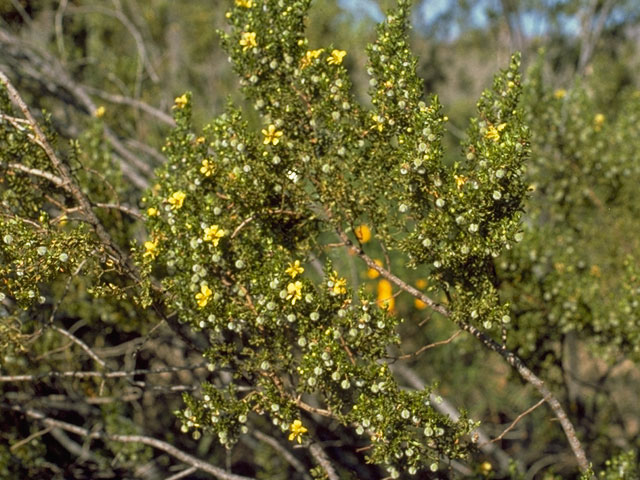 Larrea tridentata (Creosote bush) #7712