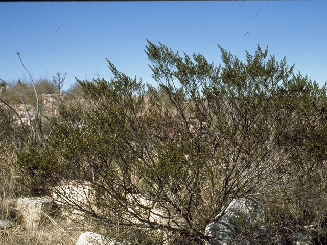 Larrea tridentata (Creosote bush) #7713