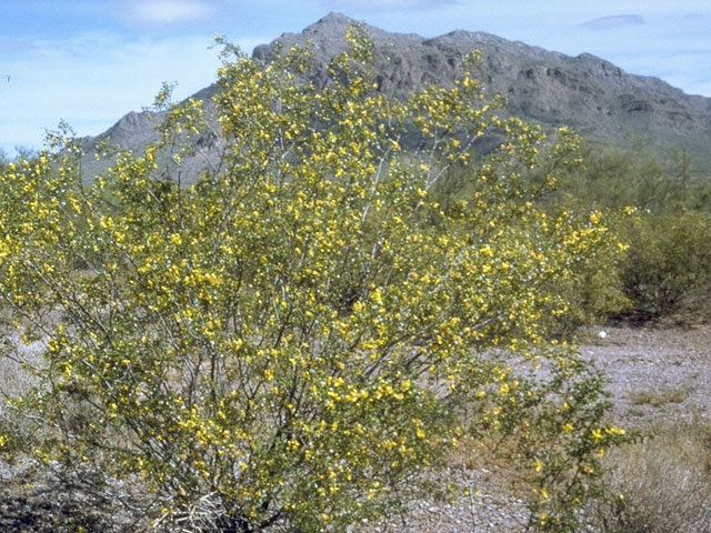 Larrea tridentata (Creosote bush) #7714