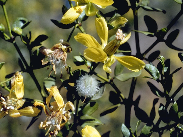 Larrea tridentata (Creosote bush) #7715