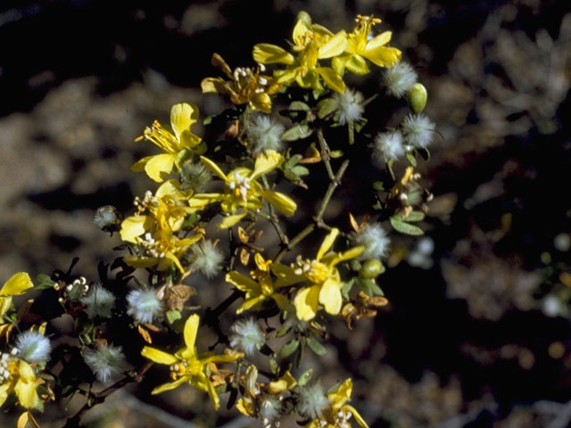 Larrea tridentata (Creosote bush) #7716