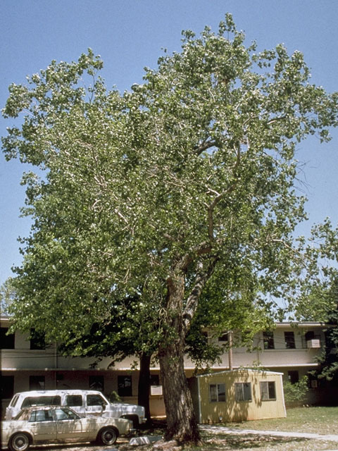Populus deltoides (Eastern cottonwood) #7727