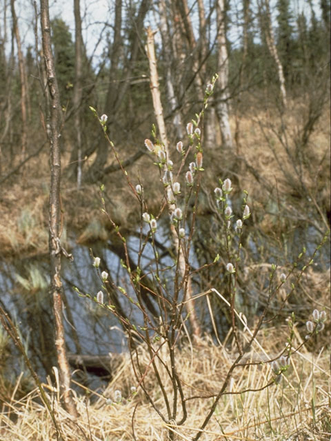 Salix arbusculoides (Littletree willow) #7731