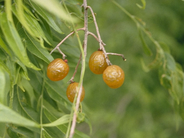Sapindus saponaria var. drummondii (Western soapberry) #7751