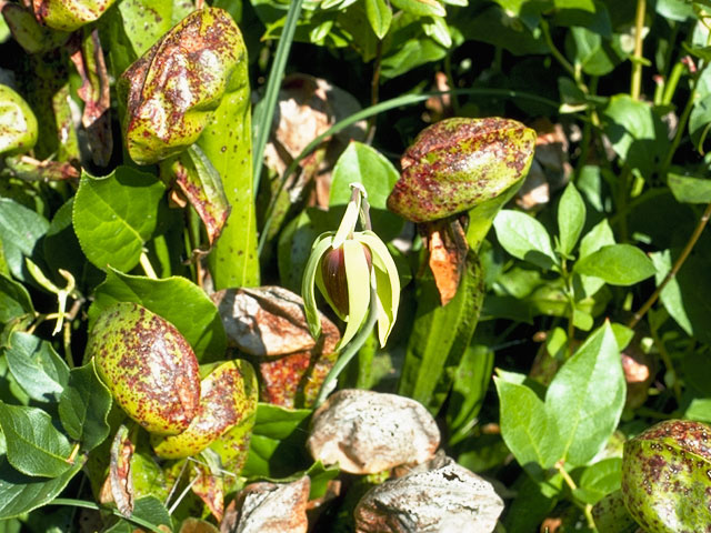 Darlingtonia californica (California pitcherplant) #7769