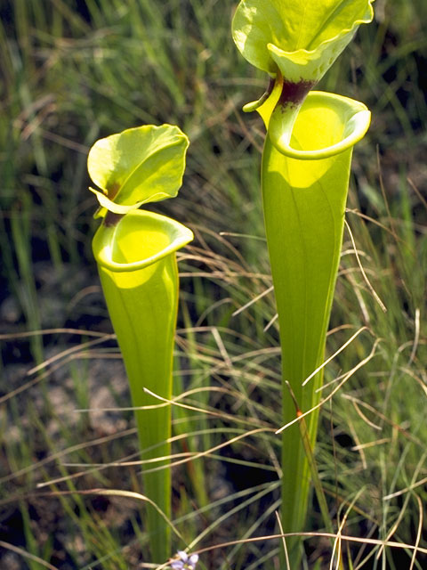 Sarracenia flava (Yellow pitcherplant) #7786