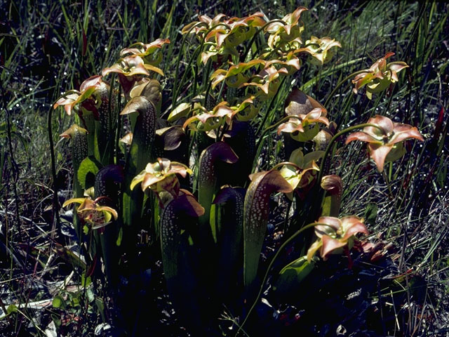 Sarracenia minor (Hooded pitcherplant) #7791
